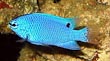 Cyanea Damsel Fish